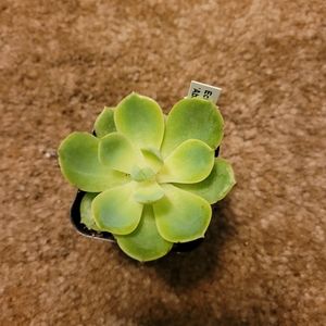 2 inch yellow and green houseplant